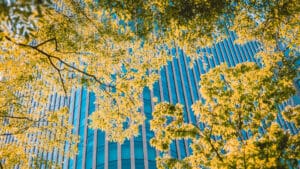 Tree in front of a skyscraper as metaphor for theo role of banks in the biodiversity crisis